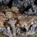 flathead_crocodile_lsb_ki_h_0016_kom5599.jpg